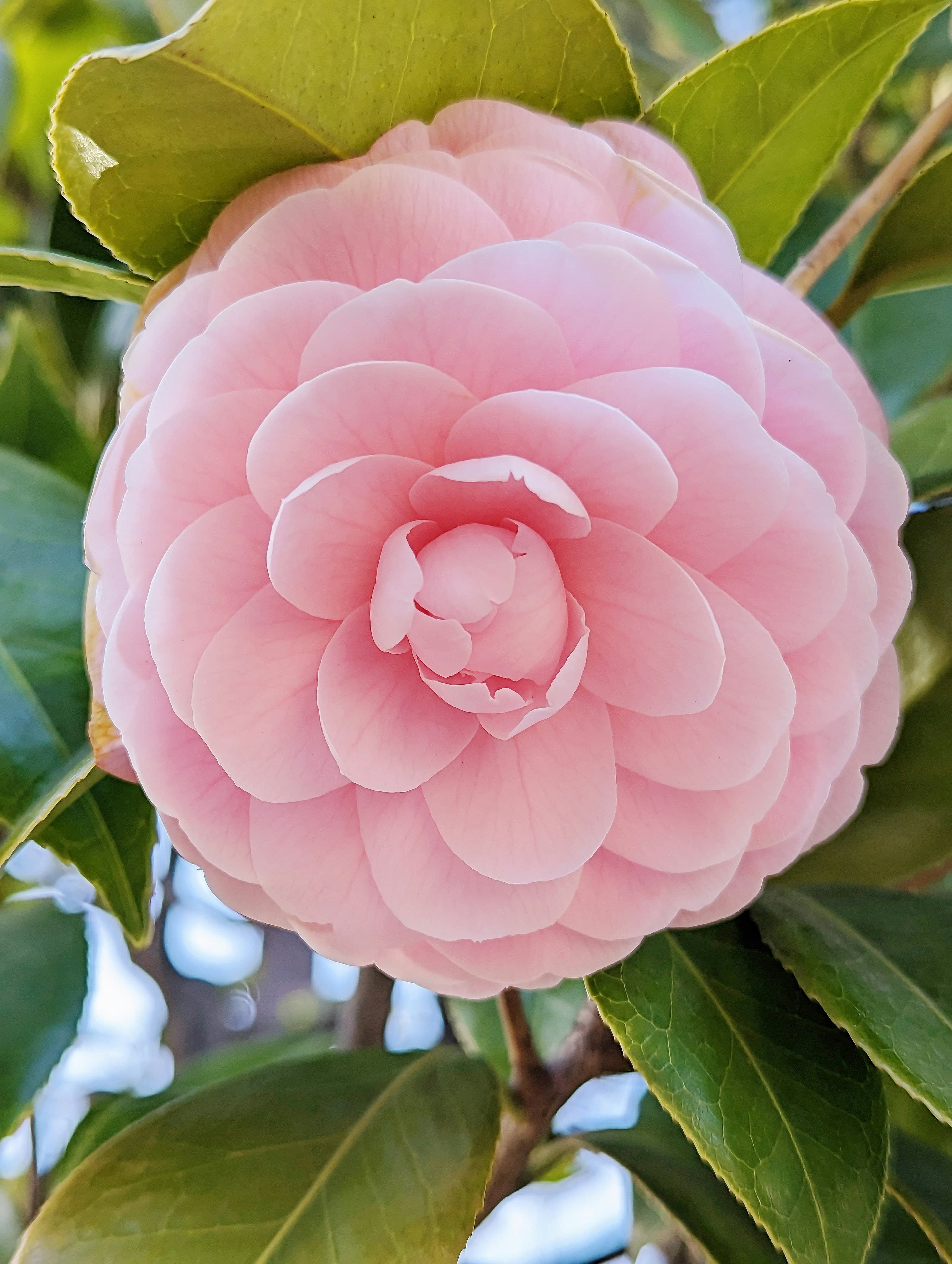 山茶花
